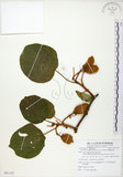 中文名:台灣羊桃(S081182)學名:Actinidia chinensis Planch. var. setosa Li(S081182)英文名:Taiwan actinidia