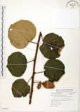 中文名:台灣羊桃(S082292)學名:Actinidia chinensis Planch. var. setosa Li(S082292)英文名:Taiwan actinidia