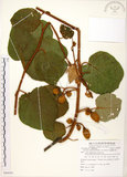 中文名:台灣羊桃(S084291)學名:Actinidia chinensis Planch. var. setosa Li(S084291)英文名:Taiwan actinidia