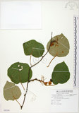 中文名:台灣羊桃(S085294)學名:Actinidia chinensis Planch. var. setosa Li(S085294)英文名:Taiwan actinidia