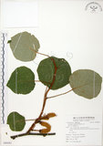 中文名:台灣羊桃(S086082)學名:Actinidia chinensis Planch. var. setosa Li(S086082)英文名:Taiwan actinidia