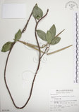 中文名:絡石(S015188)學名:Trachelospermum jasminoides (Lindl.) Lemaire(S015188)英文名:Fetid star jasmine