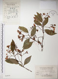 中文名:絡石(S024079)學名:Trachelospermum jasminoides (Lindl.) Lemaire(S024079)英文名:Fetid star jasmine