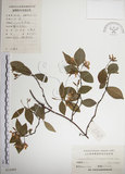 中文名:絡石(S024489)學名:Trachelospermum jasminoides (Lindl.) Lemaire(S024489)英文名:Fetid star jasmine