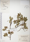 中文名:絡石(S025182)學名:Trachelospermum jasminoides (Lindl.) Lemaire(S025182)英文名:Fetid star jasmine