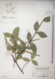 中文名:絡石(S025366)學名:Trachelospermum jasminoides (Lindl.) Lemaire(S025366)英文名:Fetid star jasmine
