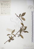 中文名:絡石(S029073)學名:Trachelospermum jasminoides (Lindl.) Lemaire(S029073)英文名:Fetid star jasmine