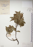 中文名:絡石(S029166)學名:Trachelospermum jasminoides (Lindl.) Lemaire(S029166)英文名:Fetid star jasmine