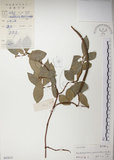 中文名:絡石(S043613)學名:Trachelospermum jasminoides (Lindl.) Lemaire(S043613)英文名:Fetid star jasmine