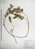 中文名:絡石(S047276)學名:Trachelospermum jasminoides (Lindl.) Lemaire(S047276)英文名:Fetid star jasmine