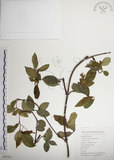 中文名:絡石(S047421)學名:Trachelospermum jasminoides (Lindl.) Lemaire(S047421)英文名:Fetid star jasmine