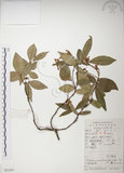 中文名:絡石(S051857)學名:Trachelospermum jasminoides (Lindl.) Lemaire(S051857)英文名:Fetid star jasmine