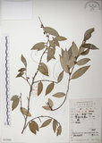 中文名:絡石(S052868)學名:Trachelospermum jasminoides (Lindl.) Lemaire(S052868)英文名:Fetid star jasmine