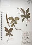 中文名:絡石(S052886)學名:Trachelospermum jasminoides (Lindl.) Lemaire(S052886)英文名:Fetid star jasmine