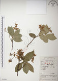 中文名:絡石(S052990)學名:Trachelospermum jasminoides (Lindl.) Lemaire(S052990)英文名:Fetid star jasmine