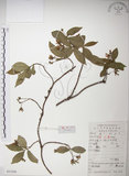 中文名:絡石(S053398)學名:Trachelospermum jasminoides (Lindl.) Lemaire(S053398)英文名:Fetid star jasmine