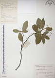 中文名:絡石(S055838)學名:Trachelospermum jasminoides (Lindl.) Lemaire(S055838)英文名:Fetid star jasmine