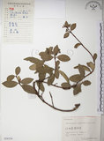 中文名:絡石(S056154)學名:Trachelospermum jasminoides (Lindl.) Lemaire(S056154)英文名:Fetid star jasmine
