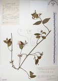 中文名:絡石(S056765)學名:Trachelospermum jasminoides (Lindl.) Lemaire(S056765)英文名:Fetid star jasmine