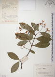 中文名:絡石(S061584)學名:Trachelospermum jasminoides (Lindl.) Lemaire(S061584)英文名:Fetid star jasmine