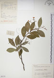 中文名:絡石(S061752)學名:Trachelospermum jasminoides (Lindl.) Lemaire(S061752)英文名:Fetid star jasmine
