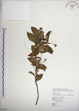 中文名:絡石(S062635)學名:Trachelospermum jasminoides (Lindl.) Lemaire(S062635)英文名:Fetid star jasmine