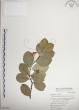 中文名:絡石(S065193)學名:Trachelospermum jasminoides (Lindl.) Lemaire(S065193)英文名:Fetid star jasmine