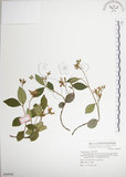 中文名:絡石(S069048)學名:Trachelospermum jasminoides (Lindl.) Lemaire(S069048)英文名:Fetid star jasmine