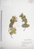中文名:絡石(S069049)學名:Trachelospermum jasminoides (Lindl.) Lemaire(S069049)英文名:Fetid star jasmine