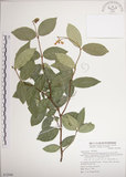 中文名:絡石(S072946)學名:Trachelospermum jasminoides (Lindl.) Lemaire(S072946)英文名:Fetid star jasmine