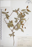 中文名:絡石(S075088)學名:Trachelospermum jasminoides (Lindl.) Lemaire(S075088)英文名:Fetid star jasmine
