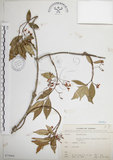 中文名:絡石(S075094)學名:Trachelospermum jasminoides (Lindl.) Lemaire(S075094)英文名:Fetid star jasmine
