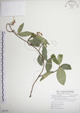 中文名:絡石(S085929)學名:Trachelospermum jasminoides (Lindl.) Lemaire(S085929)英文名:Fetid star jasmine