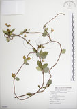中文名:絡石(S088407)學名:Trachelospermum jasminoides (Lindl.) Lemaire(S088407)英文名:Fetid star jasmine