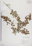 中文名:北仲(S016955)學名:Maytenus diversifolia (Maxim.) Ding Hou(S016955)英文名:Thorny gymnosporia
