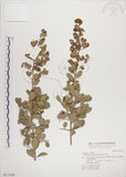 中文名:北仲(S017369)學名:Maytenus diversifolia (Maxim.) Ding Hou(S017369)英文名:Thorny gymnosporia