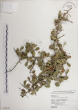 中文名:北仲(S020039)學名:Maytenus diversifolia (Maxim.) Ding Hou(S020039)英文名:Thorny gymnosporia