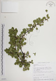 中文名:北仲(S032471)學名:Maytenus diversifolia (Maxim.) Ding Hou(S032471)英文名:Thorny gymnosporia