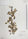 中文名:北仲(S046222)學名:Maytenus diversifolia (Maxim.) Ding Hou(S046222)英文名:Thorny gymnosporia