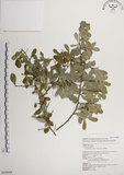 中文名:北仲(S054988)學名:Maytenus diversifolia (Maxim.) Ding Hou(S054988)英文名:Thorny gymnosporia