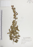 中文名:北仲(S055121)學名:Maytenus diversifolia (Maxim.) Ding Hou(S055121)英文名:Thorny gymnosporia