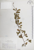 中文名:北仲(S073625)學名:Maytenus diversifolia (Maxim.) Ding Hou(S073625)英文名:Thorny gymnosporia
