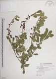 中文名:北仲(S088494)學名:Maytenus diversifolia (Maxim.) Ding Hou(S088494)英文名:Thorny gymnosporia