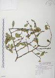 中文名:北仲(S088497)學名:Maytenus diversifolia (Maxim.) Ding Hou(S088497)英文名:Thorny gymnosporia