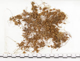 中文名:菟絲子(S005590)學名:Cuscuta australis R. Br.(S005590)