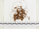 中文名:菟絲子(S006591)學名:Cuscuta australis R. Br.(S006591)