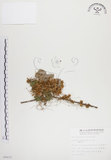 中文名:菟絲子(S008652)學名:Cuscuta australis R. Br.(S008652)