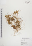 中文名:菟絲子(S028716)學名:Cuscuta australis R. Br.(S028716)