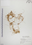 中文名:菟絲子(S065309)學名:Cuscuta australis R. Br.(S065309)