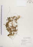 中文名:菟絲子(S069179)學名:Cuscuta australis R. Br.(S069179)